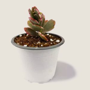 Kalanchoe Fedtschenskoi Variegata Pink Butterfly