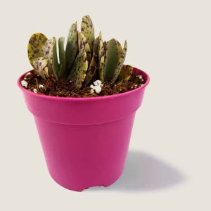 Kalanchoe marmorata