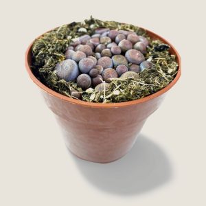Lithops Variedad