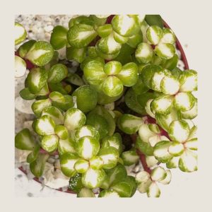Portulacaria afra variegata
