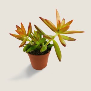 Sedo cobrizo sedum